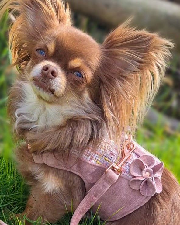 FIFI | BLOOM BABY BLOOM HONDENTUIGJE