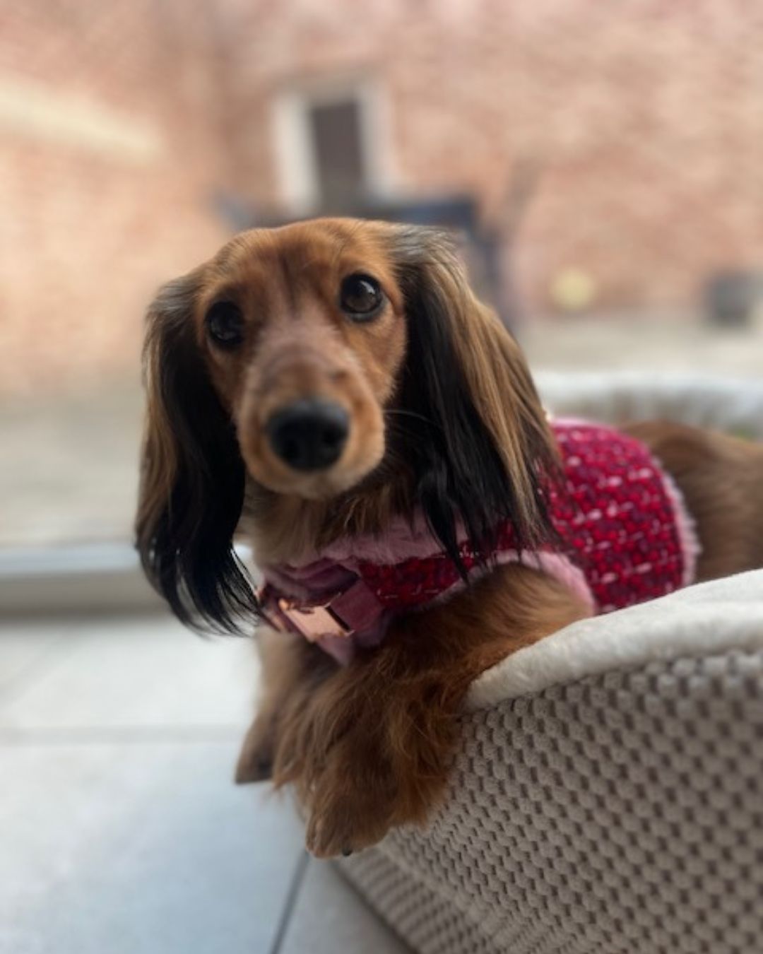 FIFI | WONDERLAND RUBY