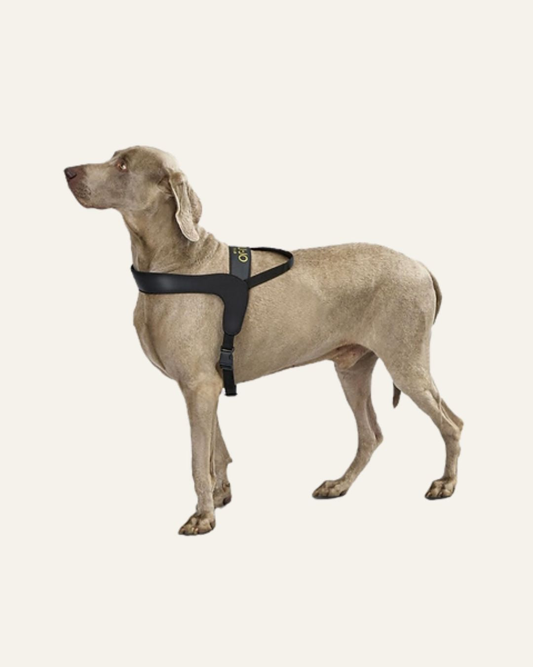 LIU JO | HARNESS BLACK