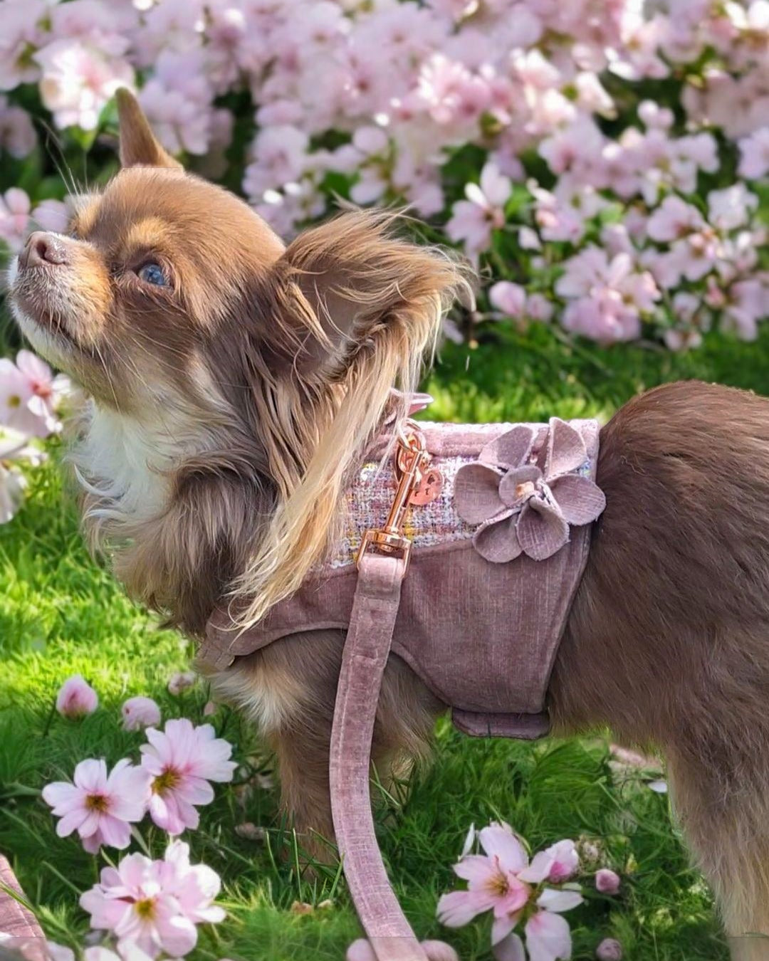 FIFI | BLOOM BABY BLOOM HONDENTUIGJE