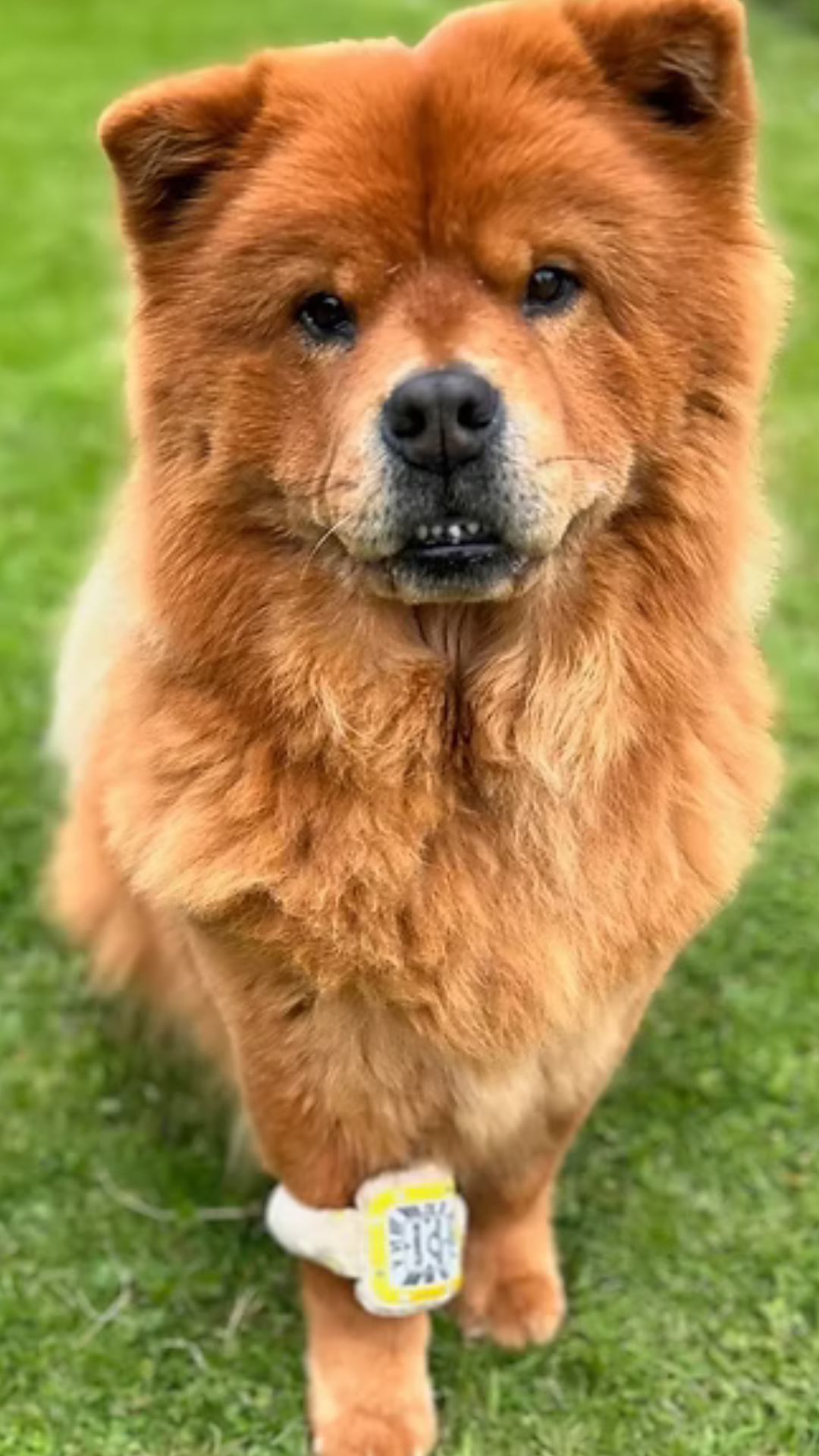 PAWTIER | WATCH