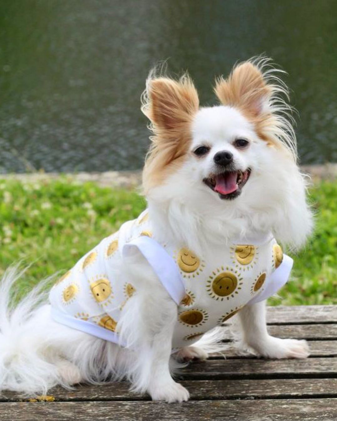 CHARLOTTE'S DRESS | SUNNY