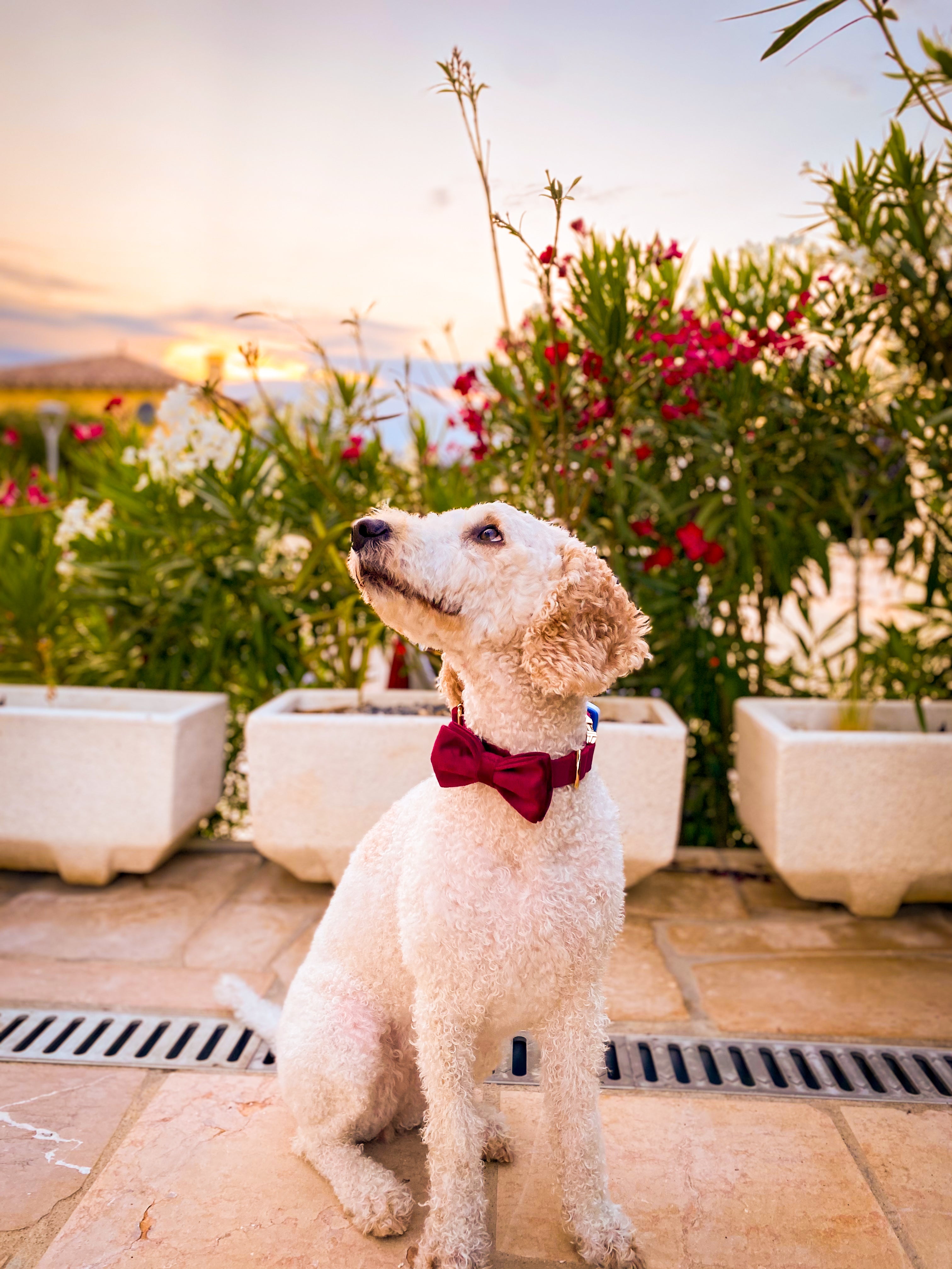 STUDIO | MERLOT BOWTIE