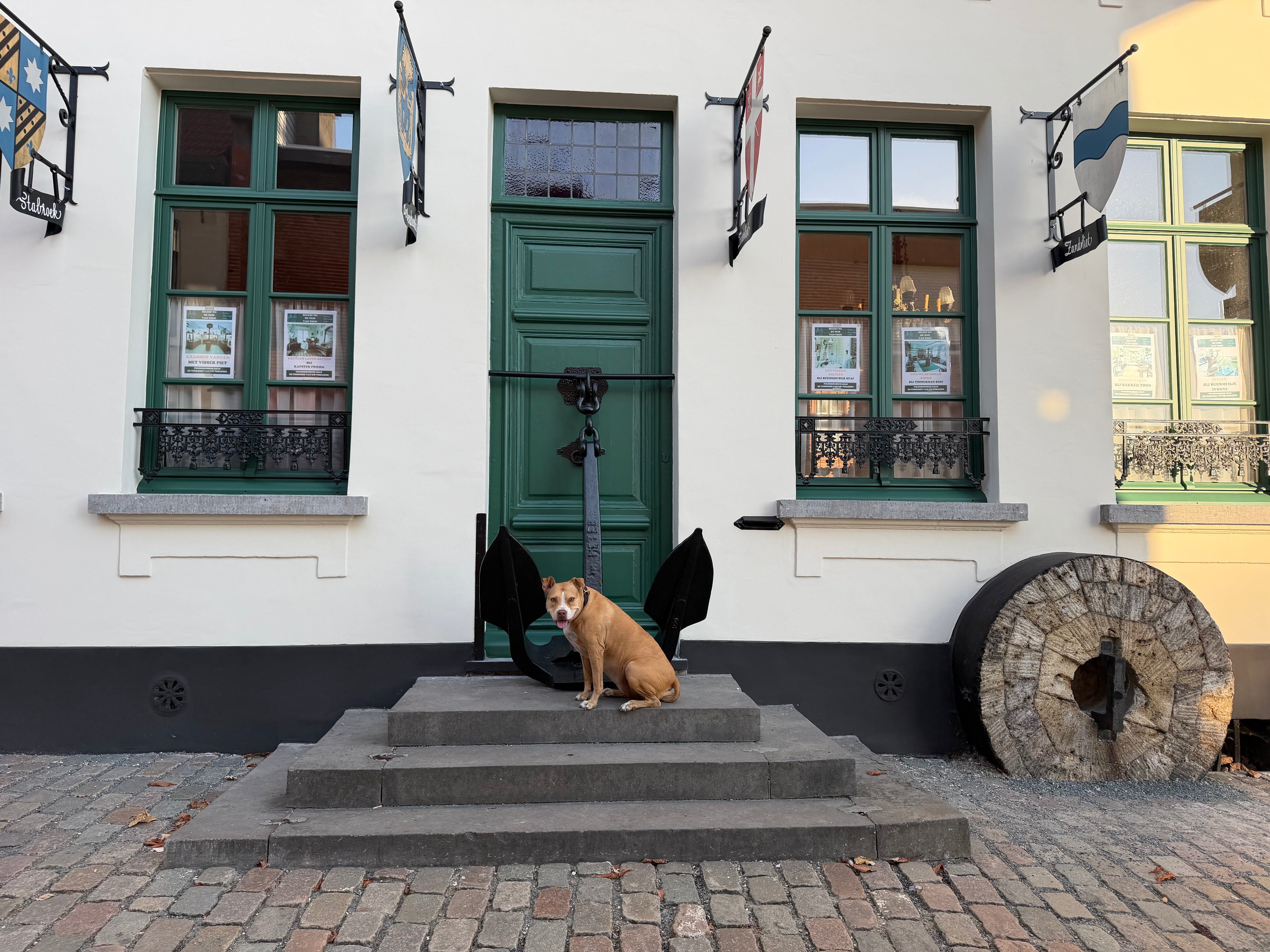 Gilera de pitbull voor een historisch huis tijdens een wandeling in Lillo bij Antwerpen