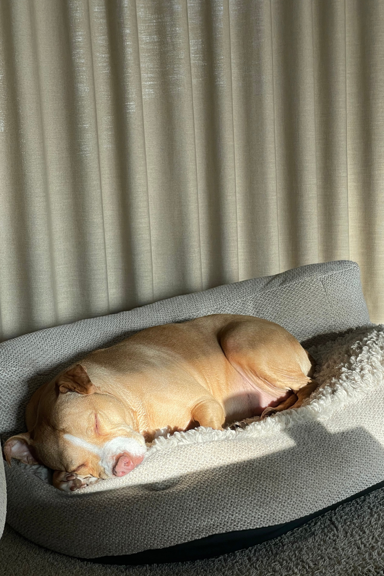 Bau Barù Il Sofà Baldo luxe hondensofa met hond in stijlvol interieur