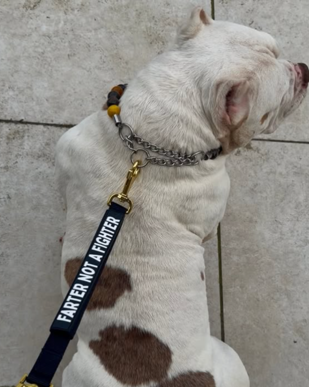Leash Tags