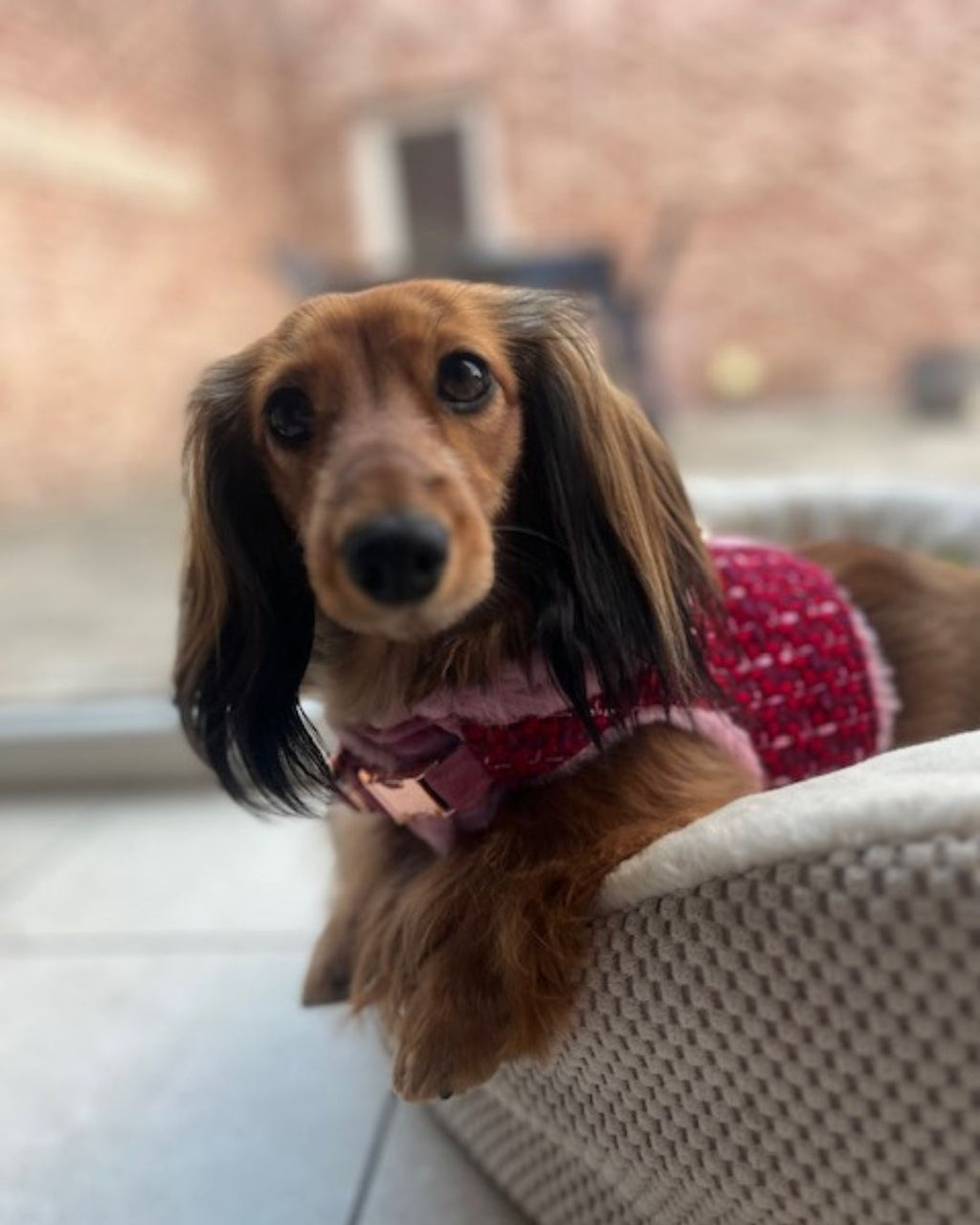FIFI | WONDERLAND RUBY