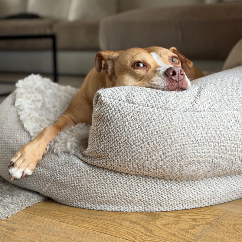 Gigi in onze luxe hondensofa van Bau Barù