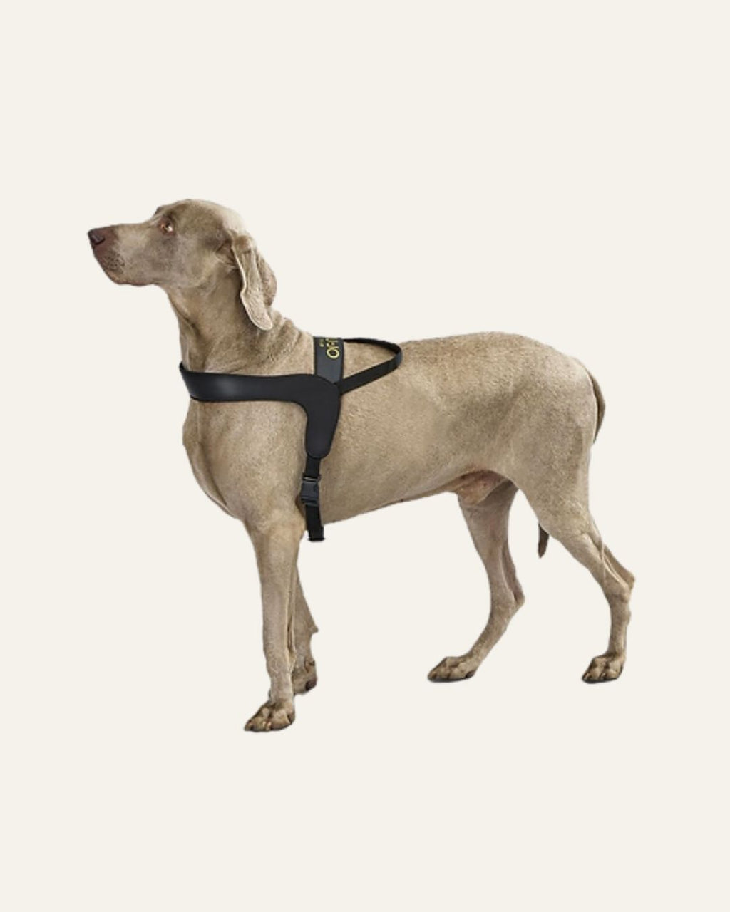 LIU JO | HARNESS BLACK
