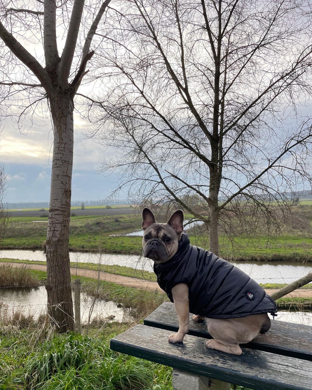 I LOVE MY DOG | RAIN JACKET BLACK