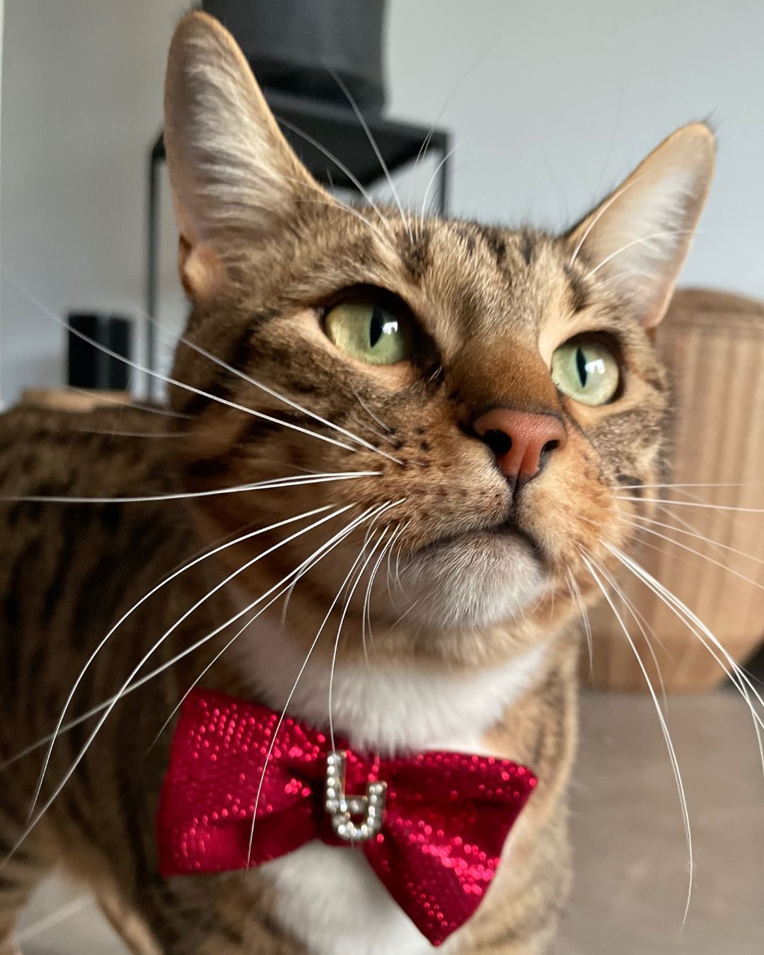 LIU JO | CHRISTMAS BOWTIE
