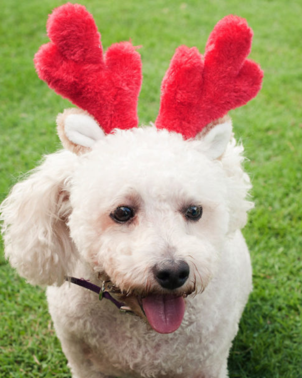 ZIPPYPAWS | Reindeer Headband