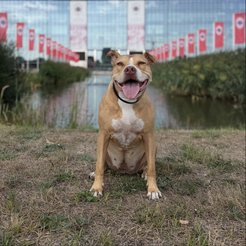 Gilera de pitbull voor het Bosuilstadion van Royal Antwerp FC in Antwerpen