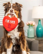 HUXLEY & KENT | Fur Ever Lock