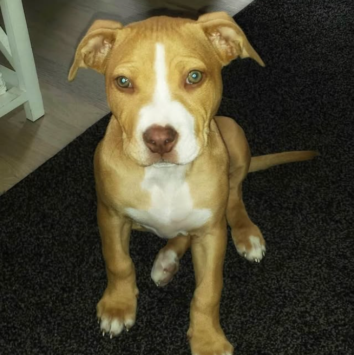 Gilera als jonge beige pitbullpup met witte borst en witte streep op haar snuit