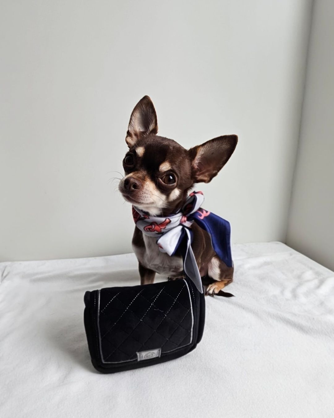 Hond met zwarte Chewnel Classic Luxe Bag pluche hondenspeeltje