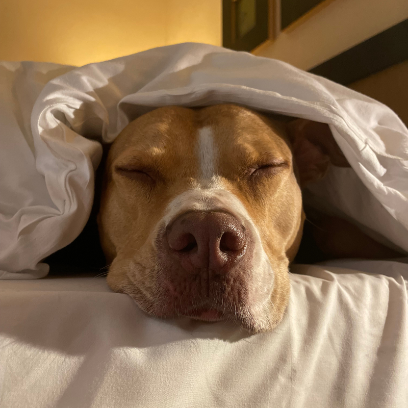 Pitbull Gilera slaapt onder het dekbed tijdens een weekendje Dinant.