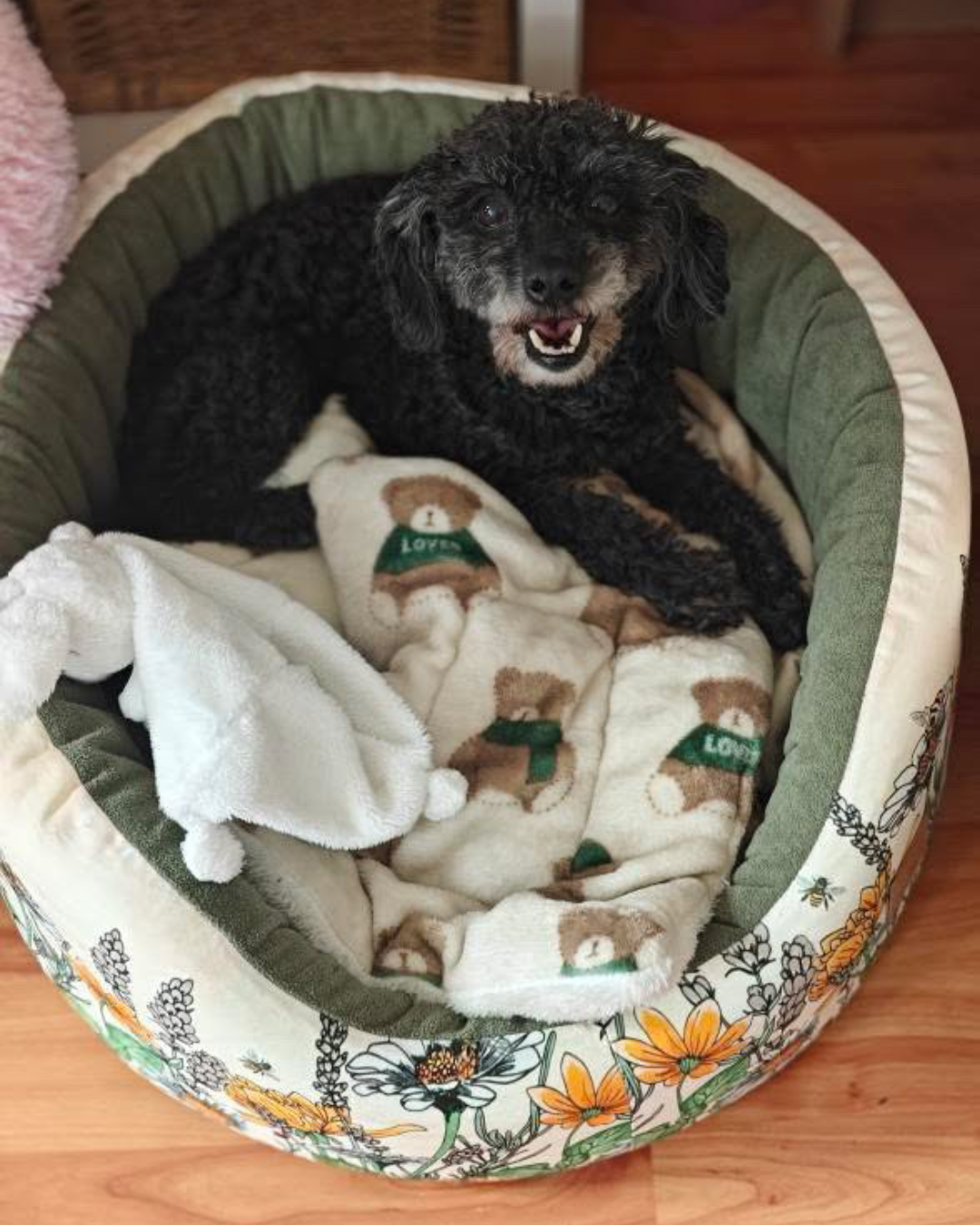 Zwarte krullende hond liggend in de Bau Barù Sarah Spring luxe hondenmand